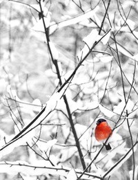 a male of bullfinch resting on a branch, in a winter scene, on a background the winter forest (pyrrhula pyrrhula)