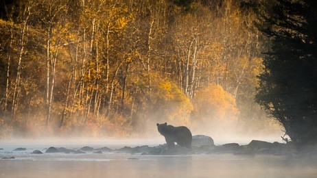 grizzly bear (ursus arctos) - golden silhouette