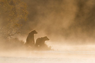 grizzly bear (ursus arctos) - on golden pond