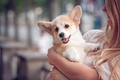 welsh corgi pembroke puppy on its owners hands
