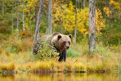 autumn trees with bear. beautiful brown bear walking around lake with fall colours. dangerous animal in nature wood, meadow habitat. wildlife habitat from russia.