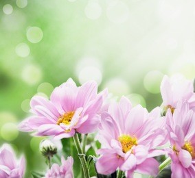  beautiful pink flowers in the garden with  spring bokeh background