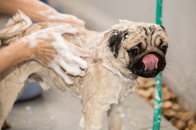 cute pug take a bath