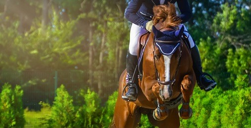 sorrel dressage horse and rider in uniform performing jump at show jumping competition. equestrian sport background. chesnut horse portrait during dressage competition. selective  focus.  