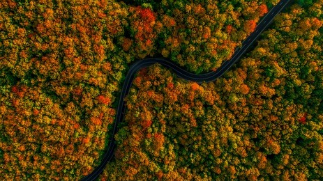stunning aerial view of road with curves crossing dense forest in autumn colors