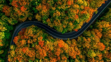 aerial view of thick forest in autumn with road cutting through