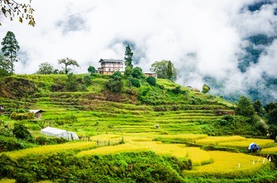 a beautiful morning of green rice fields on the top of mountain with the nicely fresh air in punakha city, bhutan after a few hours drive from thimpu capital city.
