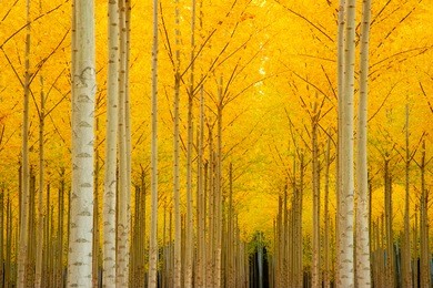 autumn sets in creating yellow fall color in the trees outside