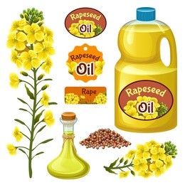 seeds and rape flowers, canola oil. brassica napus. isolated vector illustration  on white background.
