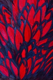 beautiful abstract background consisting of red hen saddle feathers