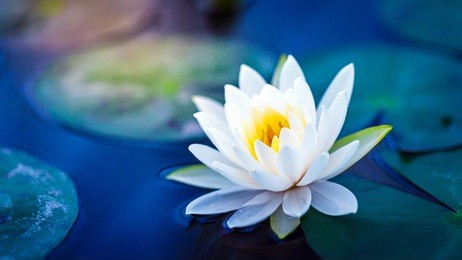 white lotus with yellow pollen on surface of pond