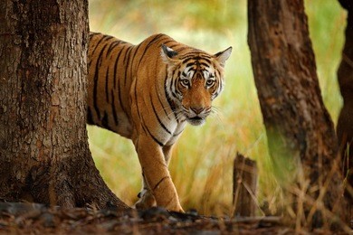 tiger walking in old dry forest. indian tiger with first rain, wild danger animal in the nature habitat, ranthambore, india. big cat, endangered animal, nice fur coat. end of dry season, monsoon. 