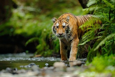 amur tiger walking in river water. danger animal, tajga, russia. animal in green forest stream. grey stone, river droplet. siberian tiger splash water. tiger wildlife scene, wild cat, nature habitat.