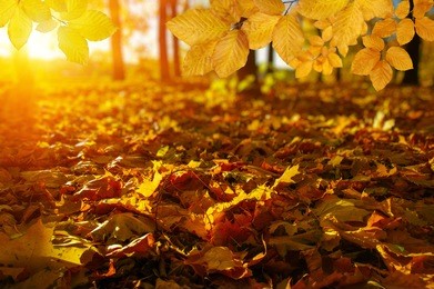  autumn leaves on the sun and blurred trees . fall background.