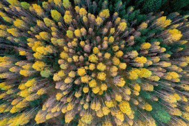 colourful autumn colours in forest form  above, captured with a drone.