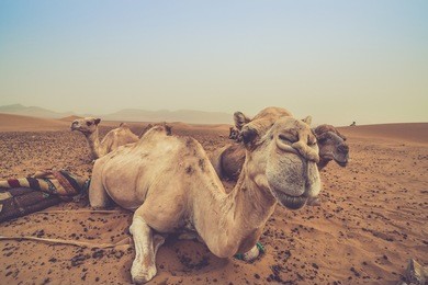 camels resting in the sahara desert after a long trek in the orange sands of morocco. close up of a funny camel's face.