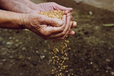 the hands of the old mother sow the wheat in the ground