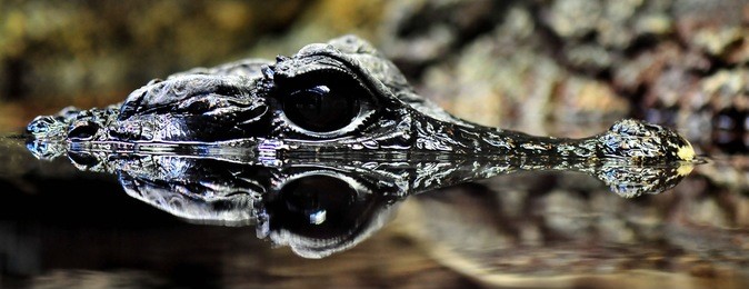 a highly endangered crocodile species the "dwarf crocodile".