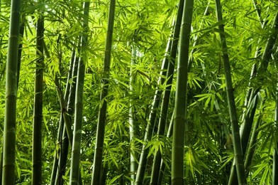 lanscape of bamboo tree in tropical rainforest, malaysia