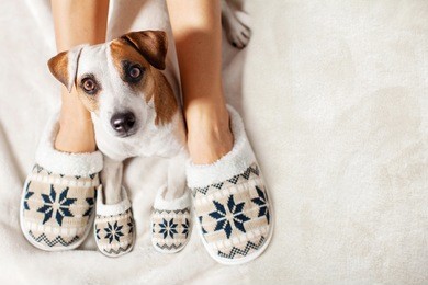 female and dog in slippers. warm clothing family home
