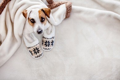dog under a plaid. pet warms under a blanket in cold autumn weather. puppy in slippers