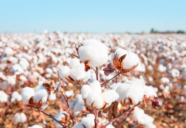 cotton fields ready for harvesting