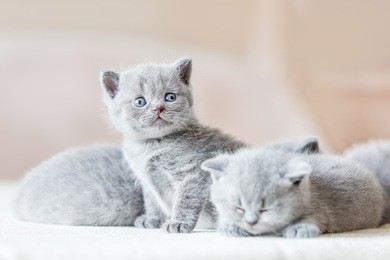 bunch of little sweet grey cats together. two of them sleeping, one sitting and looking behind the camera. british shorthair.