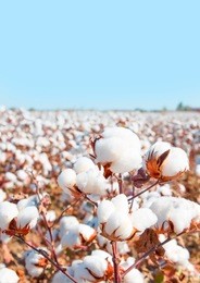 cotton fields ready for harvesting