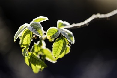branch of small tree with growth of green leaves at end with frost and ice reflecting the sunlight.