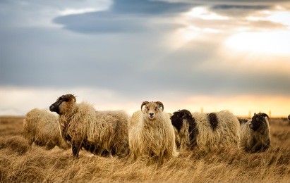 rams grazing on a pasture in iceland on a cloudy day