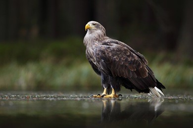 white-tailed eagle, haliaeetus albicilla, bird of prey with forest in background, animal in nature habitat.