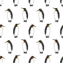 vector seamless pattern of penguin on white background. illustration of bird emperor penguins