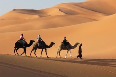 camel caravan going through the sand dunes in the sahara desert, morocco.