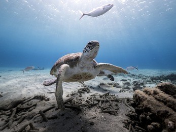 green sea turtle in shallow  water of caribbean sea around curacao