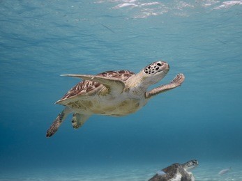 green sea turtle in shallow  water of caribbean sea around curacao