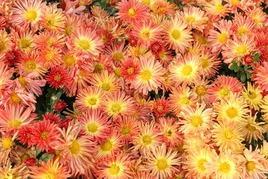 flower chrysanthemum in autumn garden. modern photography