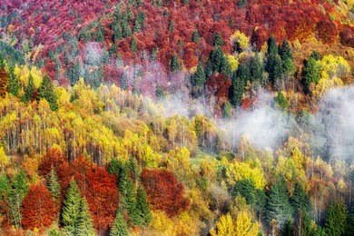 colorful autumn forest and haze in slovakia