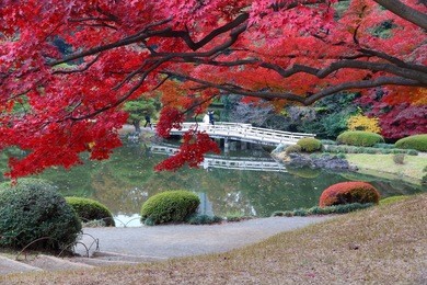 autumn leaves in japan - red momiji leaves (maple tree) in tokyo shinjuku gyoen park.