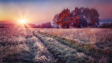 frosty autumn landscape at sunrise on meadow. colorful scenery autumn with hoarfrost on the grass and bright sun on horizon. fall nature