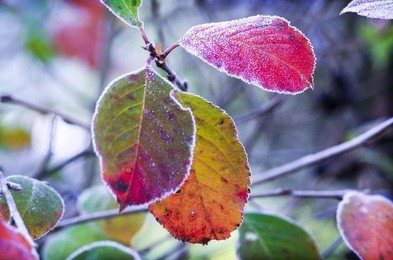 branches with yellowed dry leaves. beautiful leaves covered with frost. quiet clear weather. late autumn or early winter. frosty morning. macro. close up. low depth of field. scenic wallpaper.