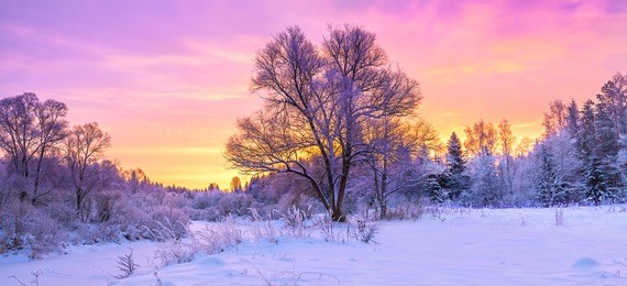 winter panorama landscape with forest, trees covered snow and sunrise. winterly morning of a new day. purple winter landscape with sunset, panoramic view