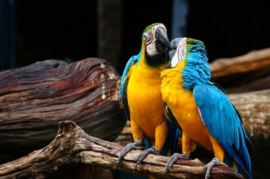 macaw bird are kissing