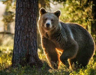 wild adult brown bear ( ursus arctos ) in the summer forest. 