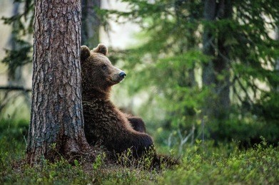 wild adult brown bear ( ursus arctos ) in the summer forest. 