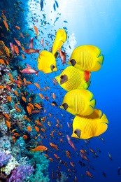 photo of beautiful coral colony. 