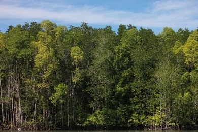 mangrove marsh in kilim geoforest park, kedah, malaysia