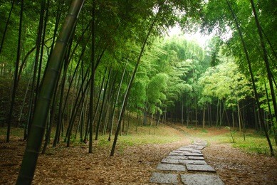 bamboo forest inside a mysterious mountain in china