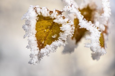 tree branch with yellow leaves covered with ice. picturesquely frozen trees. november. the arrival of winter.