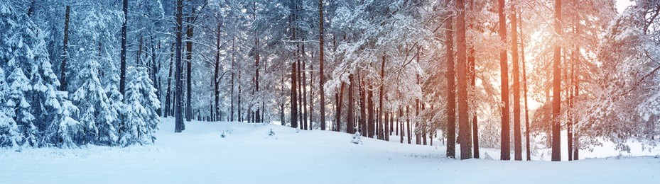 pine trees covered with snow on frosty evening. beautiful winter panorama