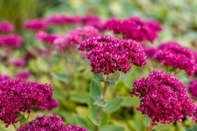purple ornamental garden plants, sedum stonecrop.